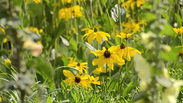 498151 - Shiny cone flower (Rudbeckia nitida 'Juligold')