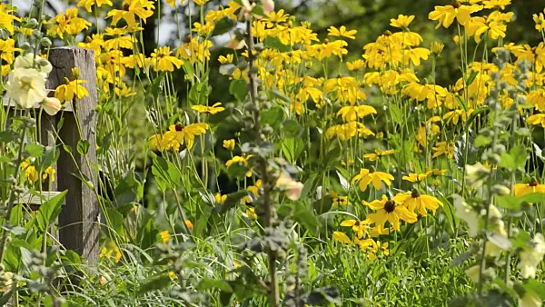 498152 - Shiny cone flower (Rudbeckia nitida 'Juligold')