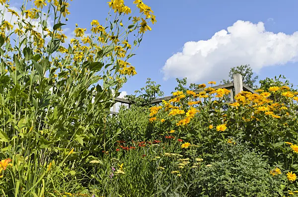 498135 - Shiny cone flower (Rudbeckia nitida 'Juligold') and false sunflower (Heliopsis helianthoides var. scabra 'Venus')