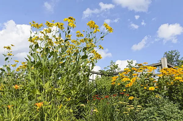 498136 - Shiny cone flower (Rudbeckia nitida 'Juligold') and false sunflower (Heliopsis helianthoides var. scabra 'Venus')