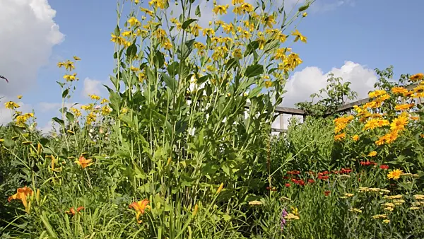 498157 - Shiny cone flower (Rudbeckia nitida 'Juligold') and false sunflower (Heliopsis helianthoides var. scabra 'Venus')