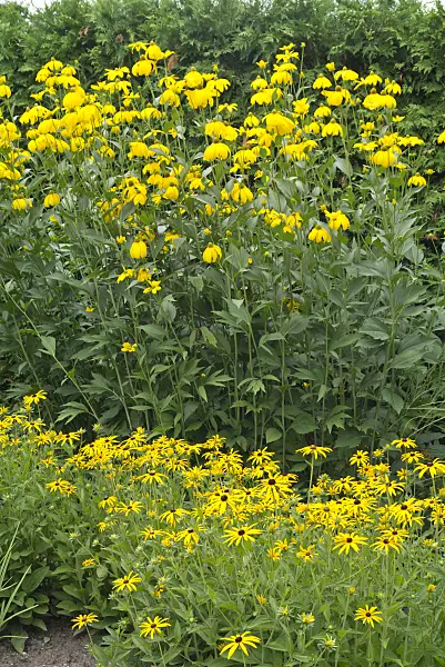 559014 - Shiny cone flower (Rudbeckia nitida 'Juligold') and orange cone flower (Rudbeckia fulgida)
