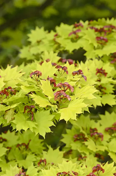 533534 - Shirasawa's maple (Acer shirasawanum 'Aureum')