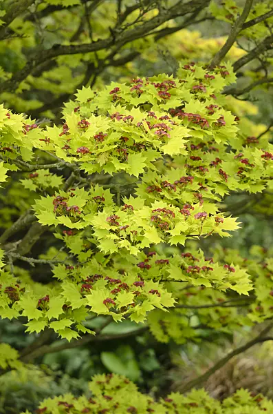 533536 - Shirasawa's maple (Acer shirasawanum 'Aureum')