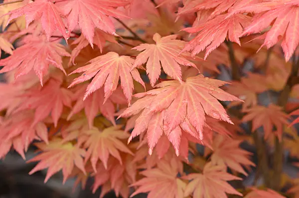 520377 - Shirasawa's maple (Acer shirasawanum 'Autumn Moon')