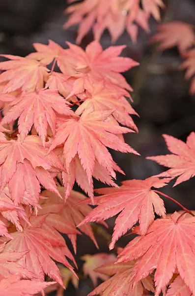520379 - Shirasawa's maple (Acer shirasawanum 'Autumn Moon')