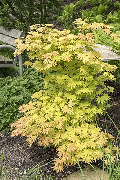 638017 - Shirasawa's maple (Acer shirasawanum 'Autumn Moon')