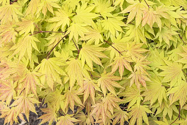 638018 - Shirasawa's maple (Acer shirasawanum 'Autumn Moon')