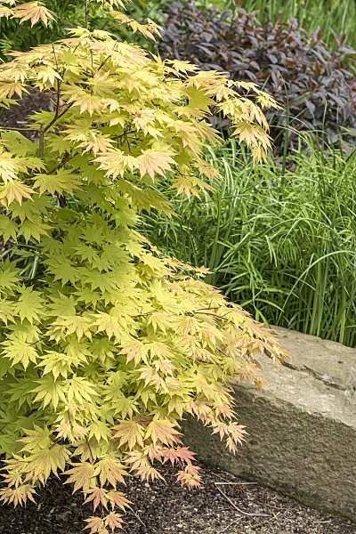 638019 - Shirasawa's maple (Acer shirasawanum 'Autumn Moon')