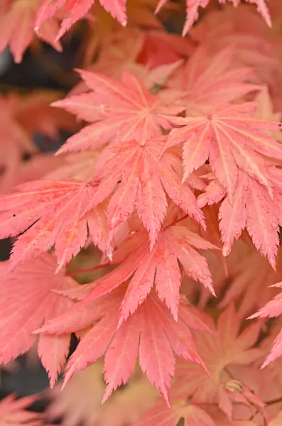 520378 - Shirasawas Fächerahorn (Acer shirasawanum 'Autumn Moon')