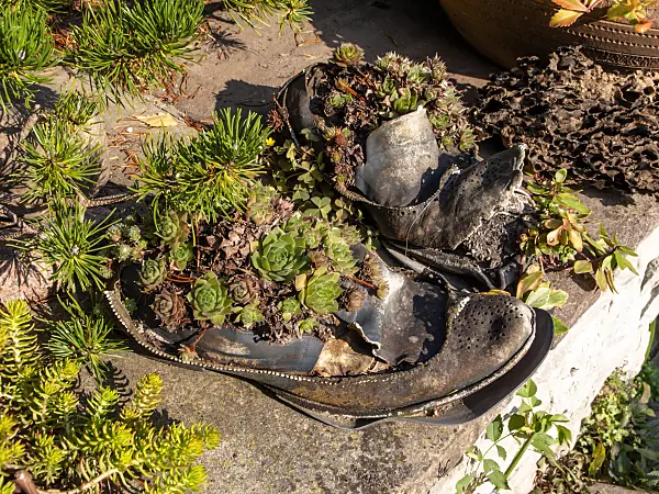 429138 - Shoes planted with succulents