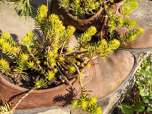 429140 - Shoes planted with succulents