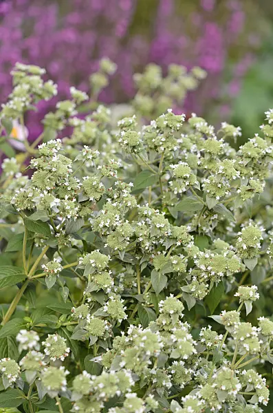 523230 - Short-toothed mountain mint (Pycnanthemum muticum)