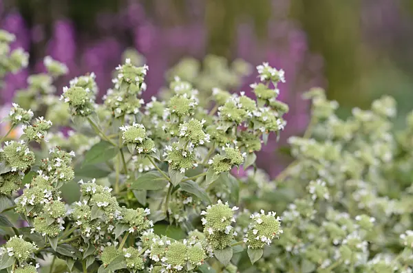 523231 - Short-toothed mountain mint (Pycnanthemum muticum)