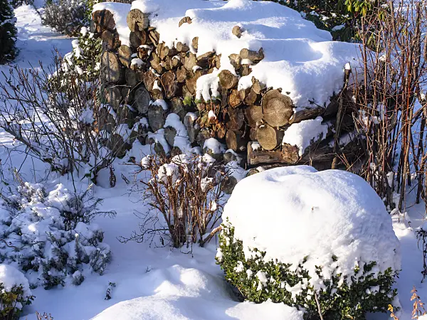 503009 - Show-covered stack of wood in a garden
