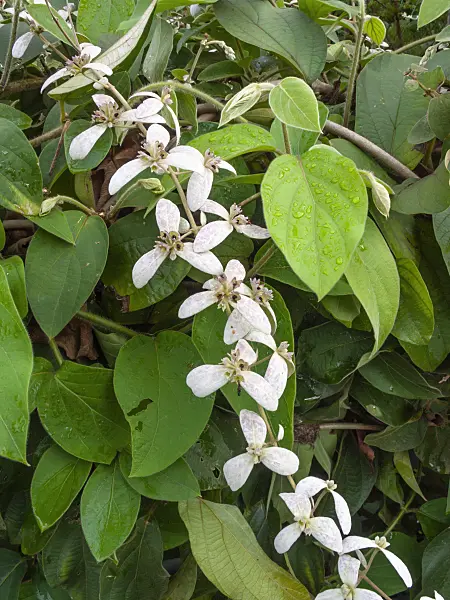 411017 - Shower orchid (Congea tomentosa)