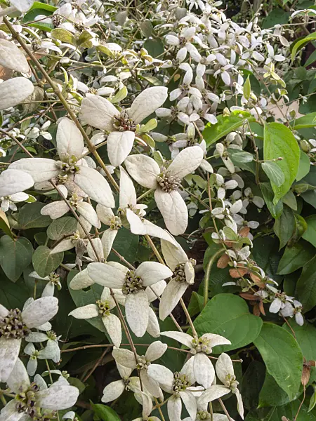 411018 - Shower orchid (Congea tomentosa)