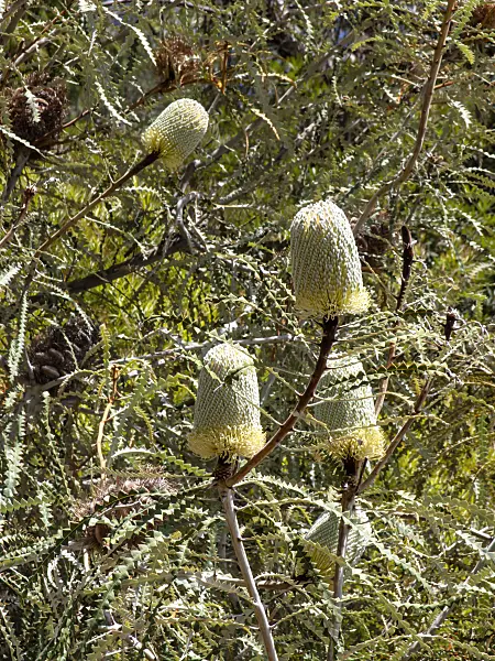 455309 - Showy banksia (Banksia speciosa)