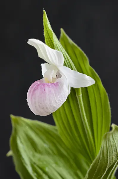 520275 - Showy lady's slipper orchid (Cypripedium reginae)