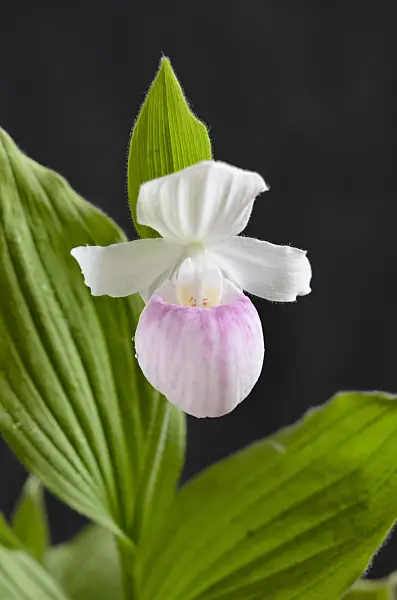 520276 - Showy lady's slipper orchid (Cypripedium reginae)