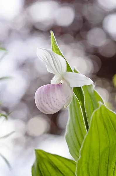 520277 - Showy lady's slipper orchid (Cypripedium reginae)