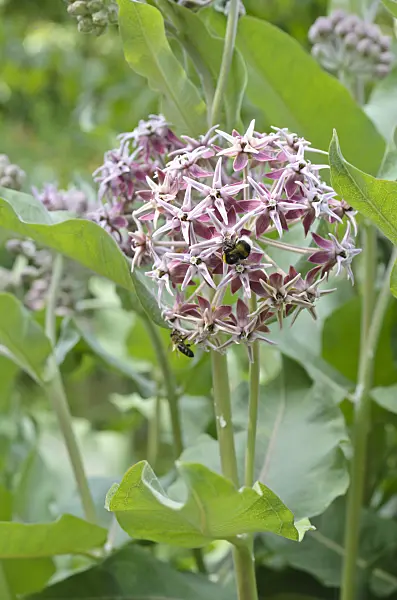 497089 - Showy milkweed (Asclepias speciosa)
