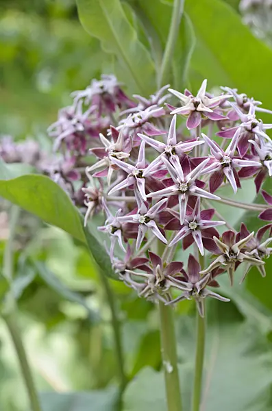497090 - Showy milkweed (Asclepias speciosa)