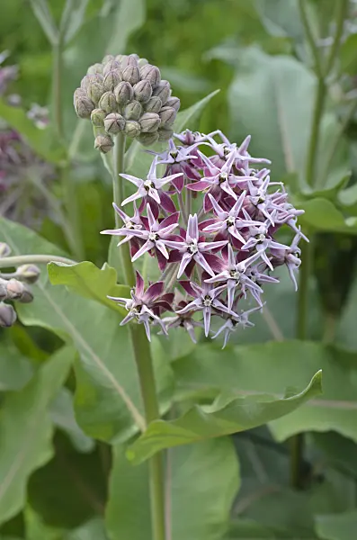 497092 - Showy milkweed (Asclepias speciosa)