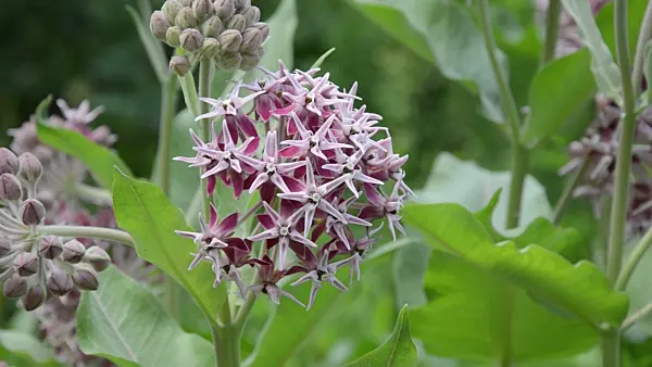 497125 - Showy milkweed (Asclepias speciosa)