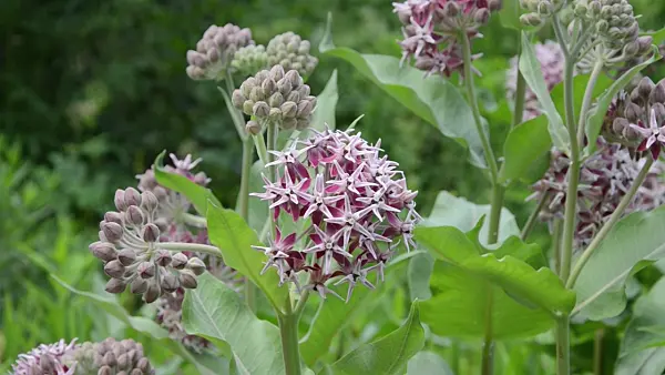 497126 - Showy milkweed (Asclepias speciosa)