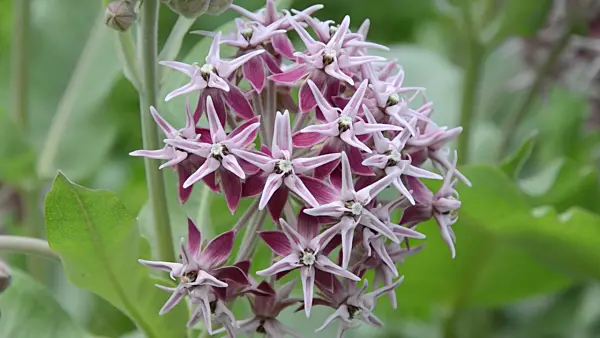 497127 - Showy milkweed (Asclepias speciosa)