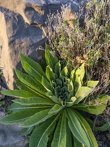 459034 - Showy mullein (Verbascum speciosum)