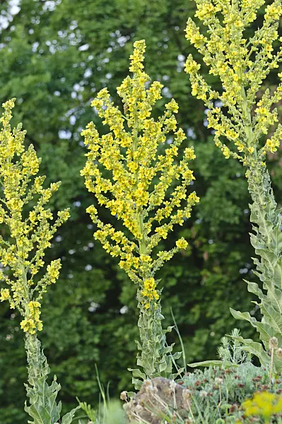 473026 - Showy mullein (Verbascum speciosum)