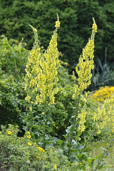473035 - Showy mullein (Verbascum speciosum)