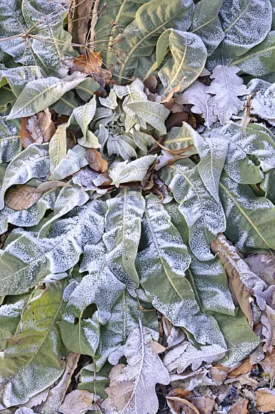 467083 - Showy mullein (Verbascum speciosum) with hoar frost