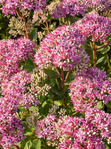 428235 - Showy stonecrop (Sedum spectabile 'Carl' syn. Hylotelephium spectabile 'Carl')