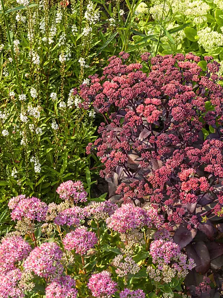 428236 - Showy stonecrop (Sedum spectabile 'Carl' syn. Hylotelephium spectabile 'Carl') and orpine (Sedum telephium 'Karfunkelstein' syn. Hylotelephium telephium 'Karfunkelstein')