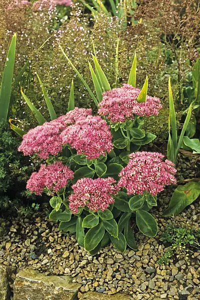 382011 - Showy stonecrop (Sedum spectabile 'Meteor' syn. Hylotelephium spectabile 'Meteor')
