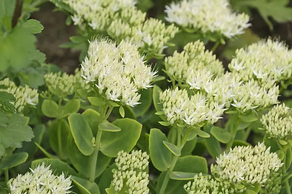 488058 - Showy stonecrop (Sedum spectabile 'Stardust' syn. Hylotelephium spectabile 'Stardust')