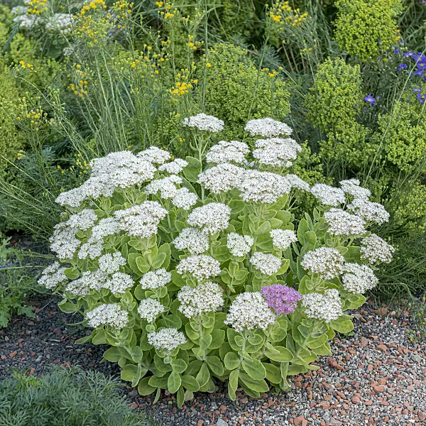 651524 - Showy stonecrop (Sedum spectabile 'Stardust' syn. Hylotelephium spectabile 'Stardust')