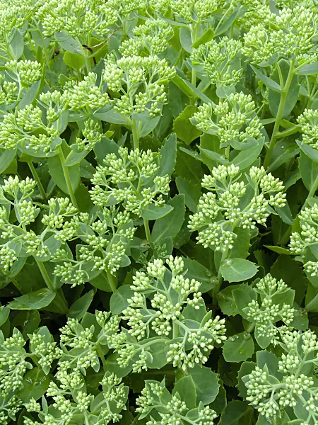 427001 - Showy stonecrop (Sedum spectabile syn. Hylotelephium spectabile)