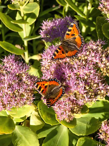 429113 - Showy stonecrop (Sedum spectabile syn. Hylotelephium spectabile) and small tortoiseshell (Aglais urticae)