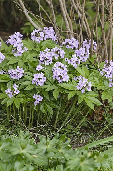 519186 - Showy toothwort (Cardamine pentaphyllos)