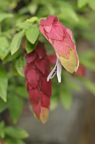 487125 - Shrimp plant (Justicia brandegeana)