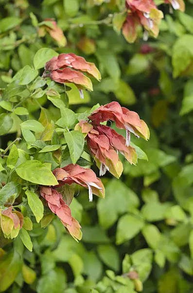 533037 - Shrimp plant (Justicia brandegeana)