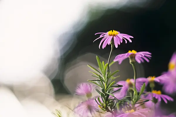 377010 - Shrub aster (Felicia fruticosa)