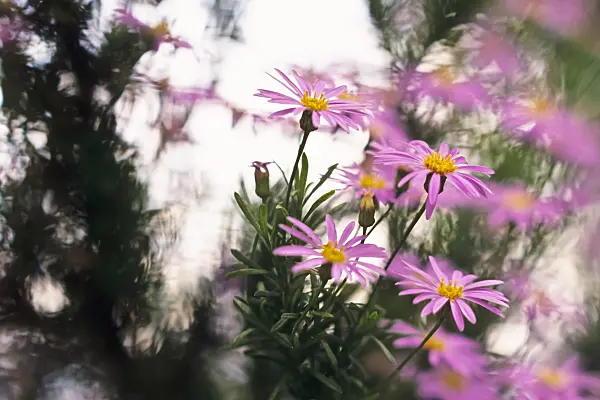 377012 - Shrub aster (Felicia fruticosa)