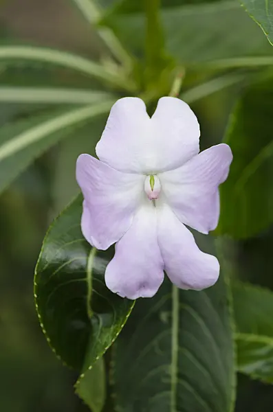 535193 - Shrub balsam (Impatiens sodenii)