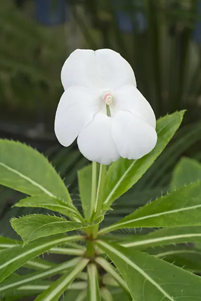 609063 - Shrub balsam (Impatiens sodenii)