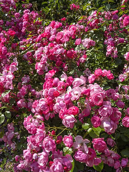 414178 - Shrub rose (Rosa Angela)